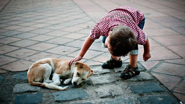 Celebrar el Día Mundial del Perro fortalece valores - Sportcan te informa1
